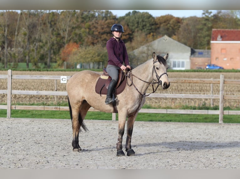 Connemara Mare 5 years 15 hh Dun in Bogaarden