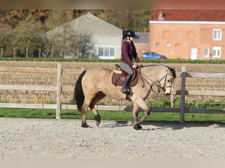 Connemara Mare 5 years 15 hh Dun in Bogaarden