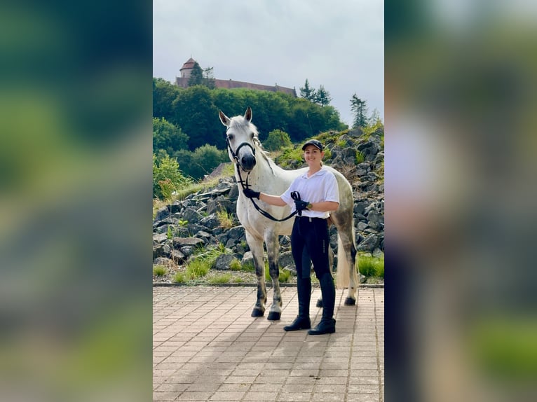 Connemara Mare 5 years 15 hh Gray-Blue-Tan in Lisberg