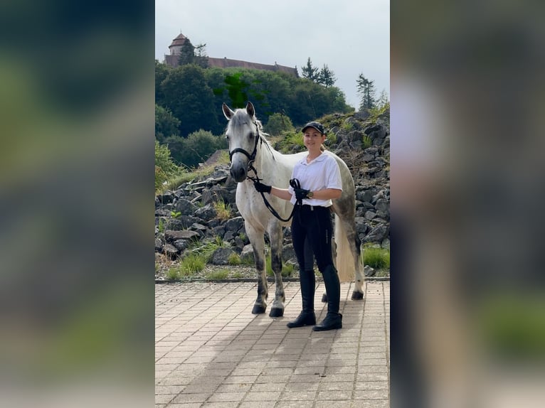 Connemara Mare 5 years 15 hh Gray-Blue-Tan in Lisberg