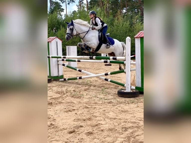 Connemara Mare 5 years 15 hh Gray-Blue-Tan in Lisberg