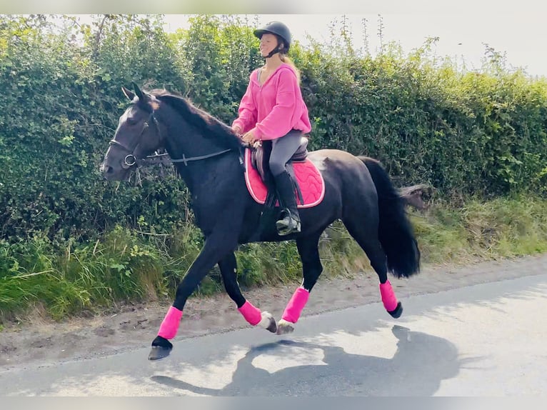 Connemara Mix Mare 5 years 15,1 hh Black in Mountrath