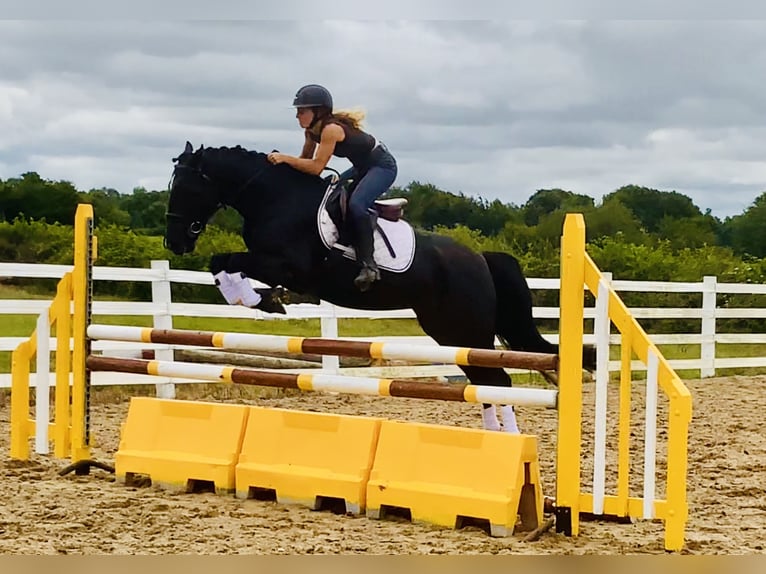 Connemara Mix Mare 5 years 15,1 hh Black in Mountrath