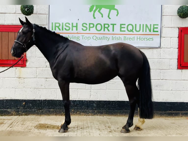 Connemara Mix Mare 5 years 15,1 hh Black in Mountrath