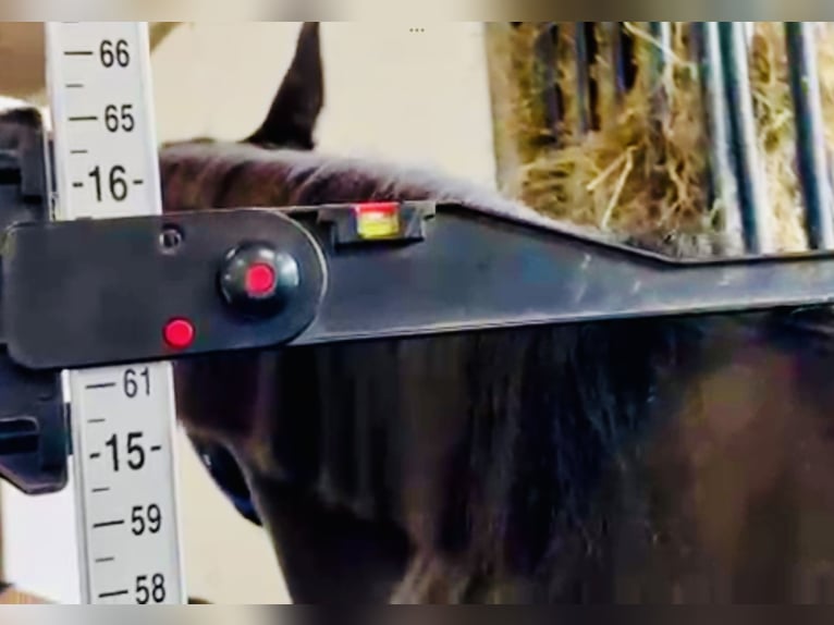 Connemara Mix Mare 5 years 15,1 hh Black in Mountrath
