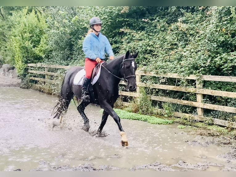 Connemara Mix Mare 5 years 15,1 hh Black in Mountrath