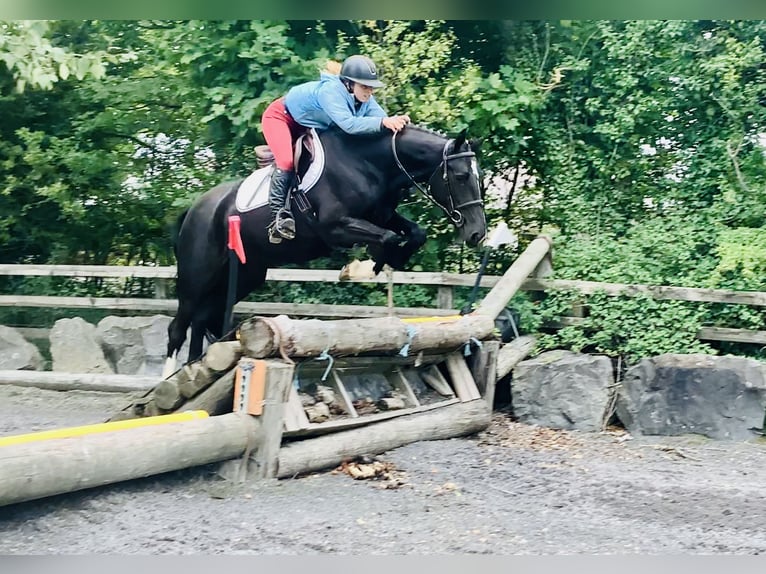 Connemara Mix Mare 5 years 15,1 hh Black in Mountrath