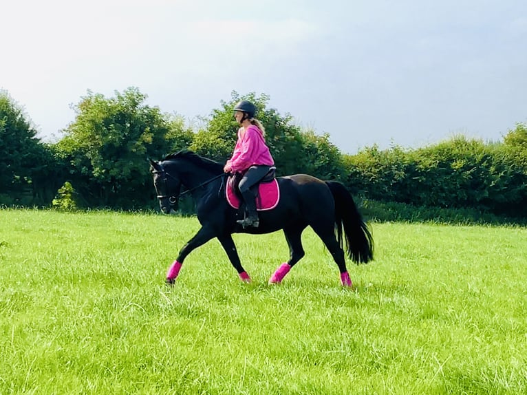 Connemara Mix Mare 5 years 15,1 hh Black in Mountrath