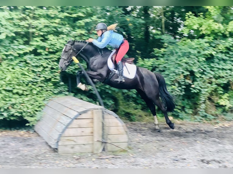 Connemara Mix Mare 5 years 15,1 hh Black in Mountrath