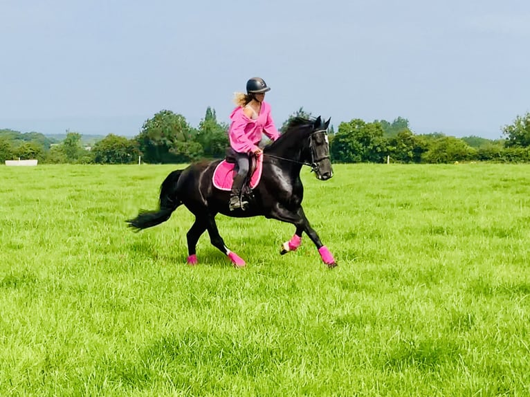 Connemara Mix Mare 5 years 15,1 hh Black in Mountrath