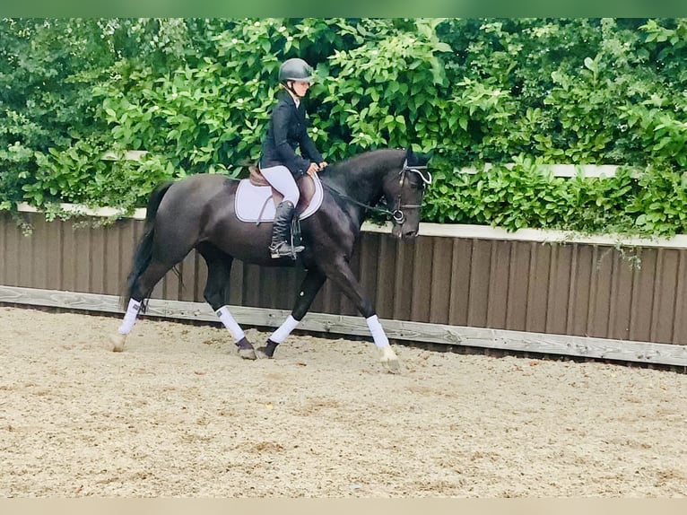 Connemara Mix Mare 5 years 15,1 hh Black in Mountrath