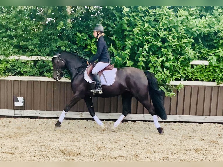 Connemara Mix Mare 5 years 15,1 hh Black in Mountrath