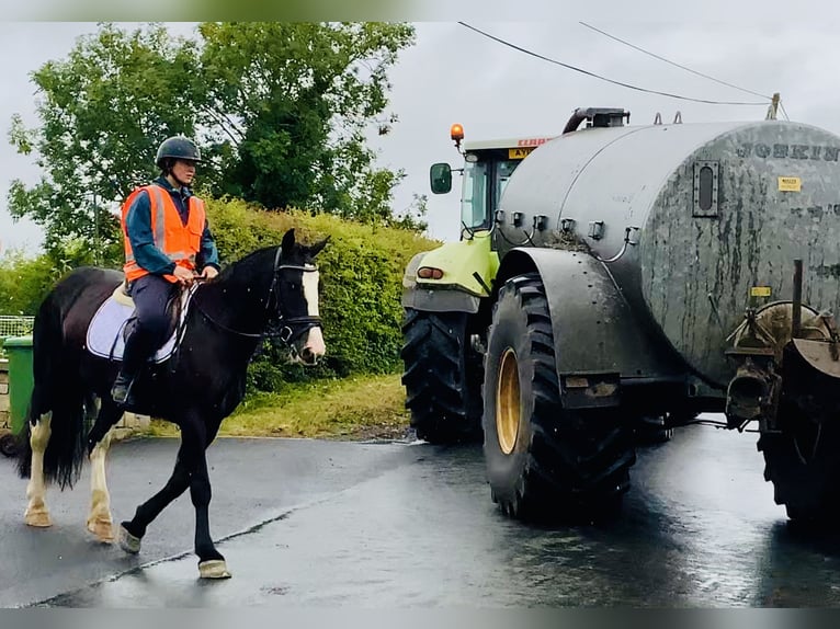 Connemara Mix Mare 5 years 15,1 hh Black in Mountrath