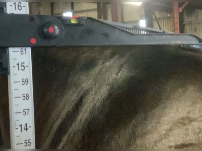 Connemara Mix Mare 5 years 15,1 hh Black in Mountrath
