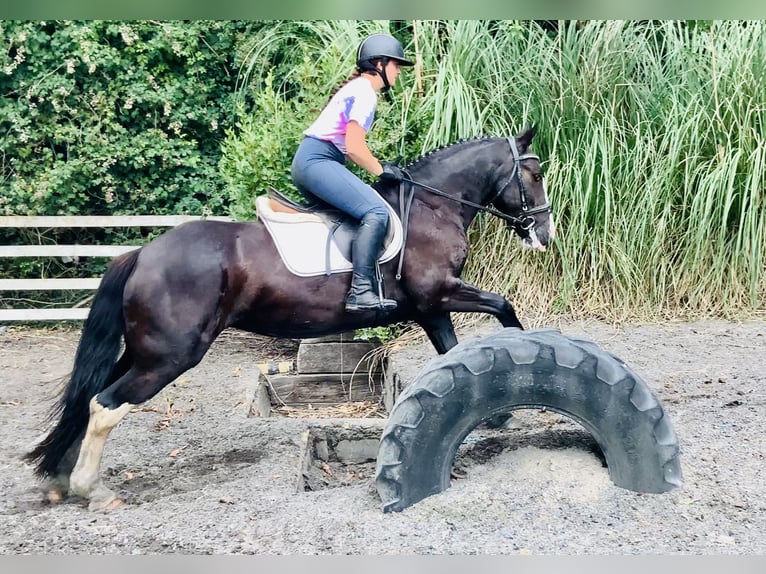 Connemara Mix Mare 5 years 15,1 hh Black in Mountrath