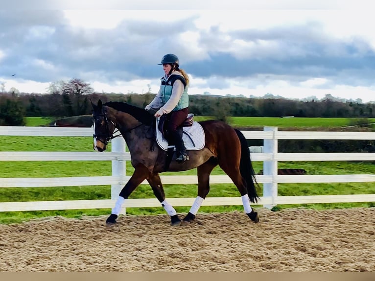 Connemara Mare 5 years 15,1 hh Brown in Mountrath