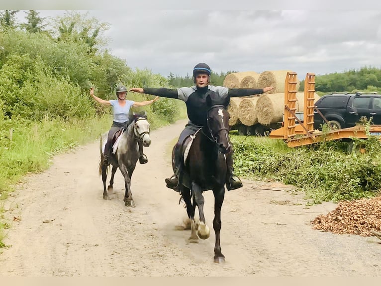 Connemara Mix Mare 5 years 15,1 hh in Mountrath