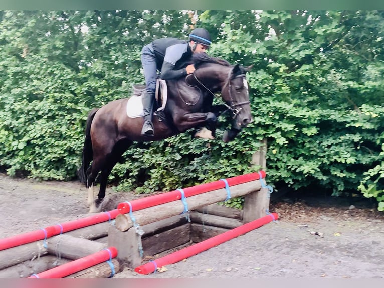 Connemara Mix Mare 5 years 15,1 hh in Mountrath