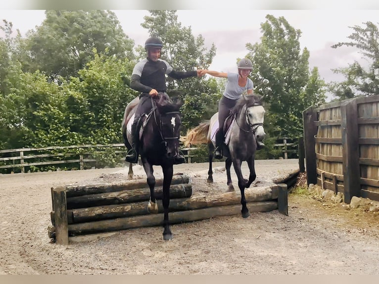 Connemara Mix Mare 5 years 15,1 hh in Mountrath