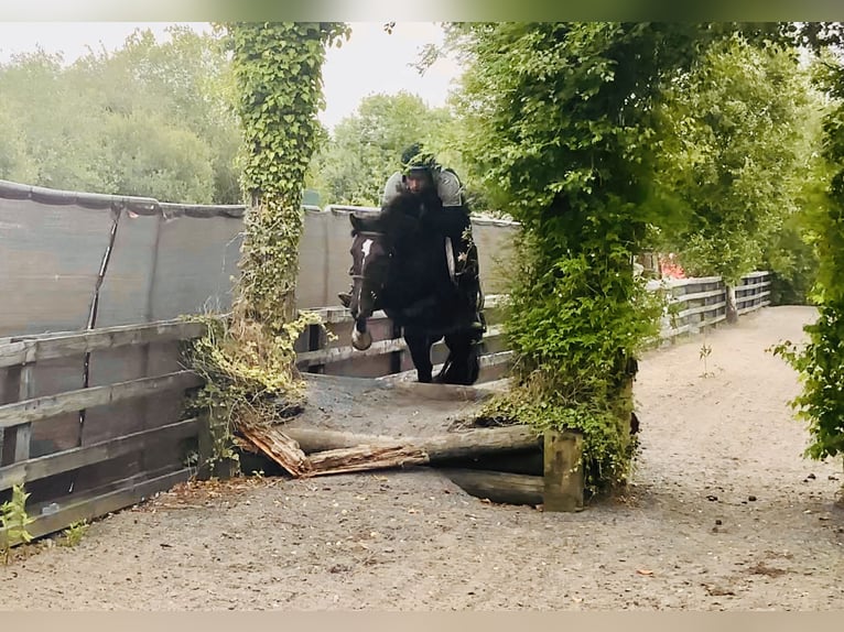 Connemara Mix Mare 5 years 15,1 hh in Mountrath