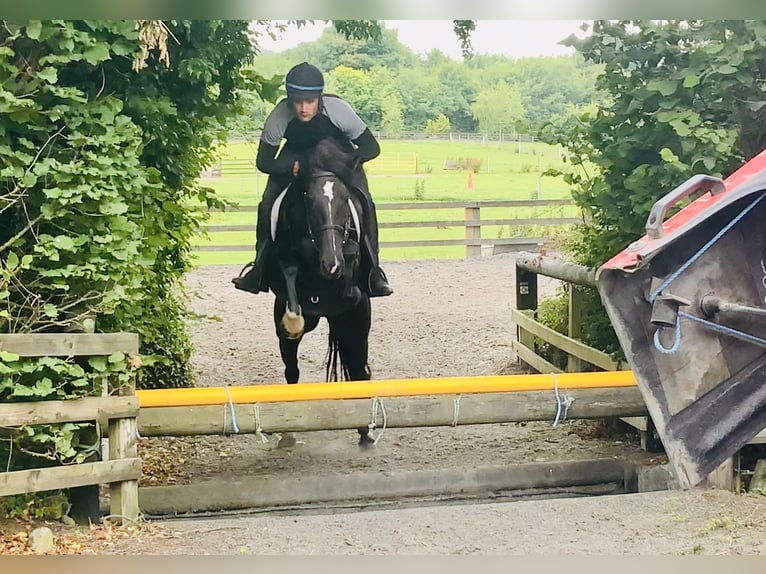 Connemara Mix Mare 5 years 15,1 hh in Mountrath