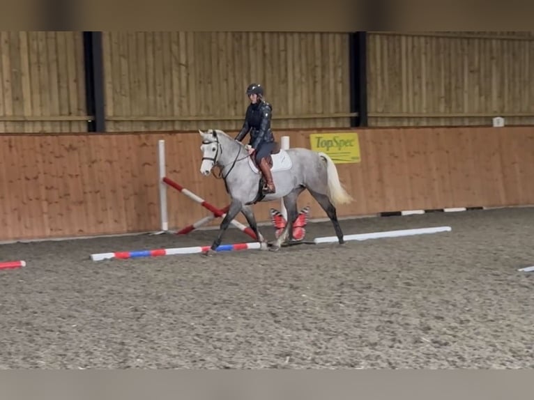 Connemara Mare 5 years 15,1 hh Grey in Essex