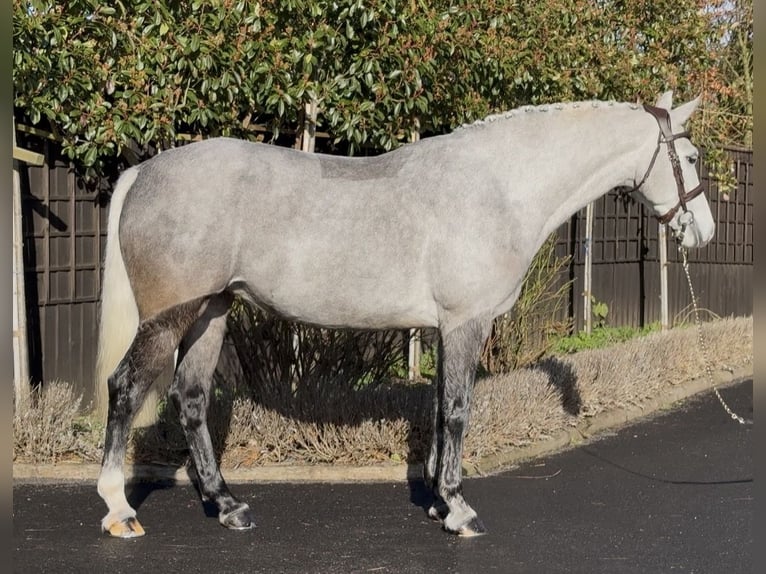 Connemara Mare 5 years 15,1 hh Grey in Essex