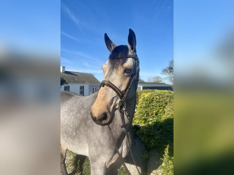 Connemara Mare 6 years 13.2 hh Dun in Co . Sligo
