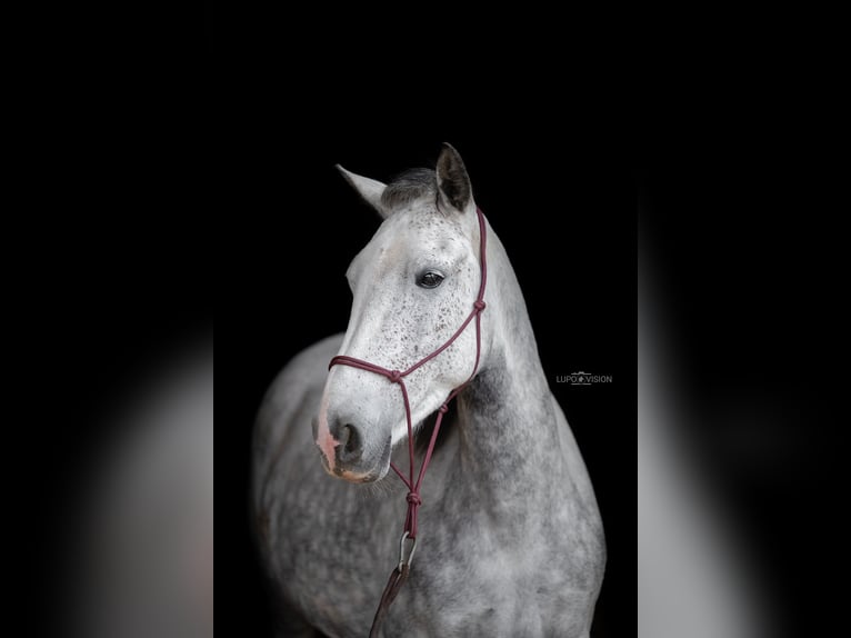 Connemara Mix Mare 6 years 13,2 hh Grey in Markt Indersdorf