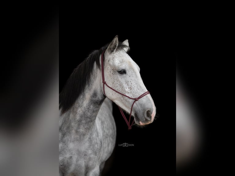 Connemara Mix Mare 6 years 13,2 hh Grey in Markt Indersdorf