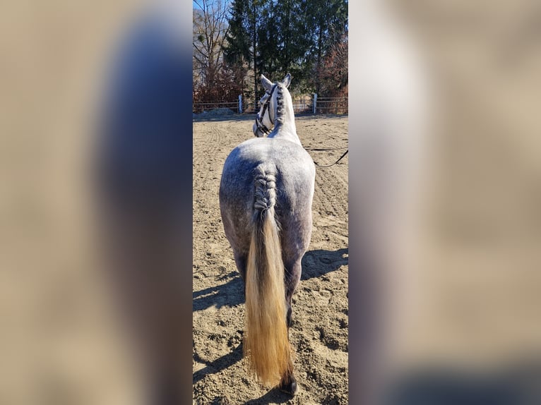 Connemara Mare 6 years 14,1 hh Gray-Blue-Tan in Gummern