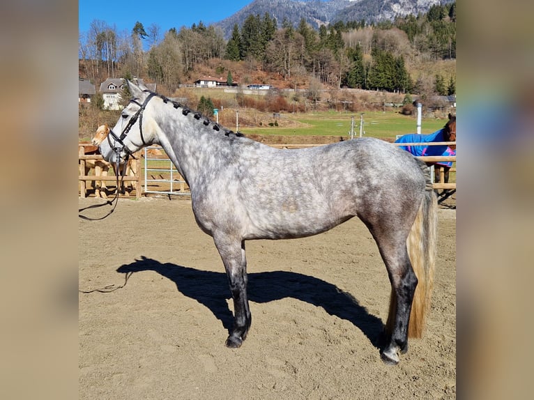 Connemara Mare 6 years 14,1 hh Gray-Blue-Tan in Gummern