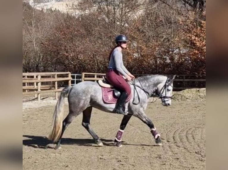 Connemara Mare 6 years 14,1 hh Gray-Blue-Tan in Gummern