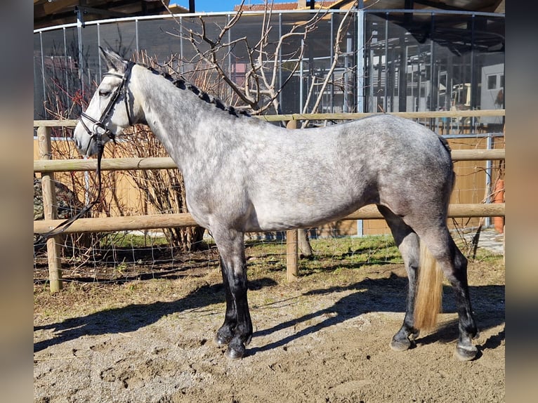 Connemara Mare 6 years 14,1 hh Gray-Blue-Tan in Gummern