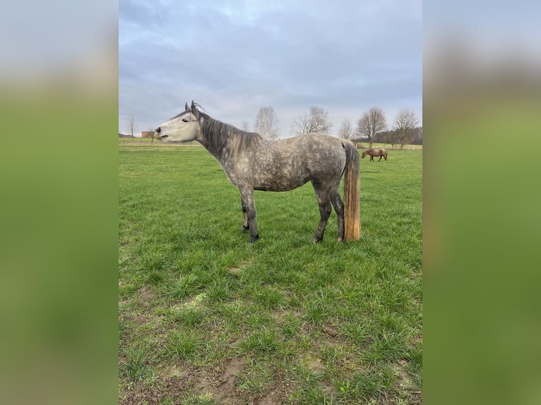 Connemara Mare 6 years 14,1 hh Gray in Frellstedt