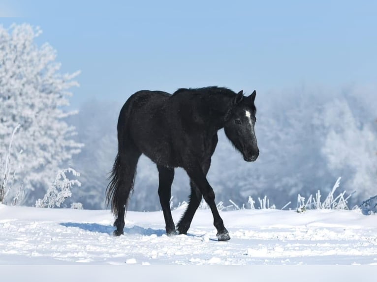 Connemara Mare 6 years 14,1 hh Gray in Frellstedt