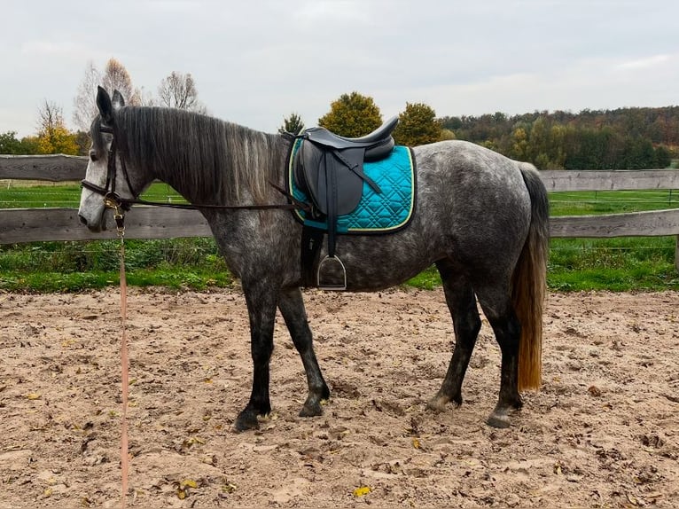 Connemara Mare 6 years 14,1 hh Gray in Frellstedt