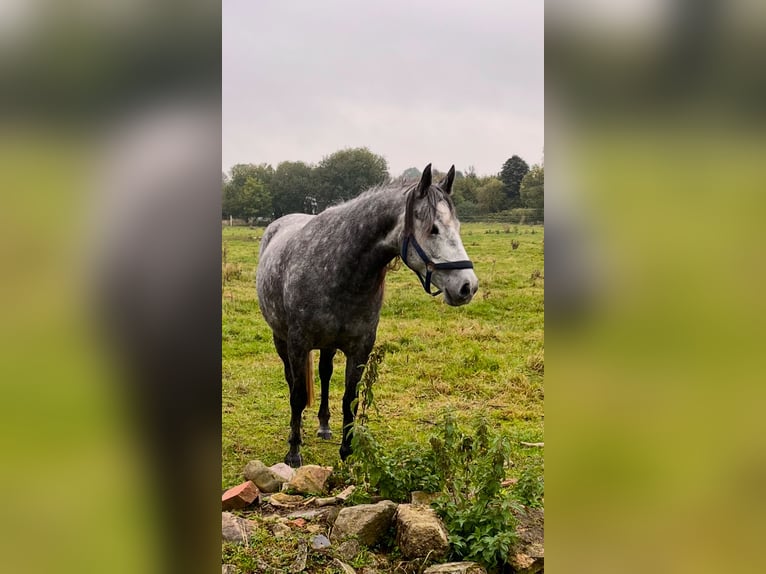 Connemara Mare 6 years 14,1 hh Gray in Frellstedt