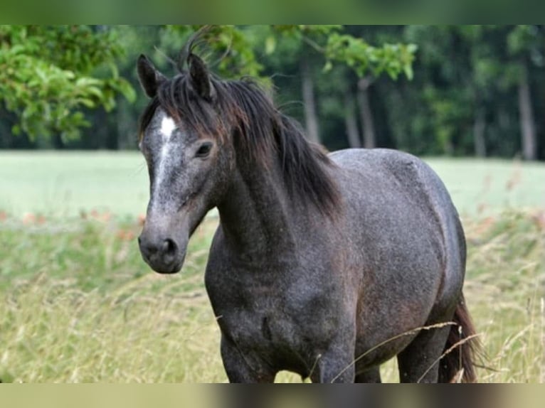 Connemara Mare 6 years 14,1 hh Gray in Frellstedt