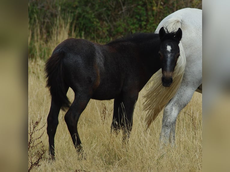 Connemara Mare 6 years 14,1 hh Gray in Frellstedt