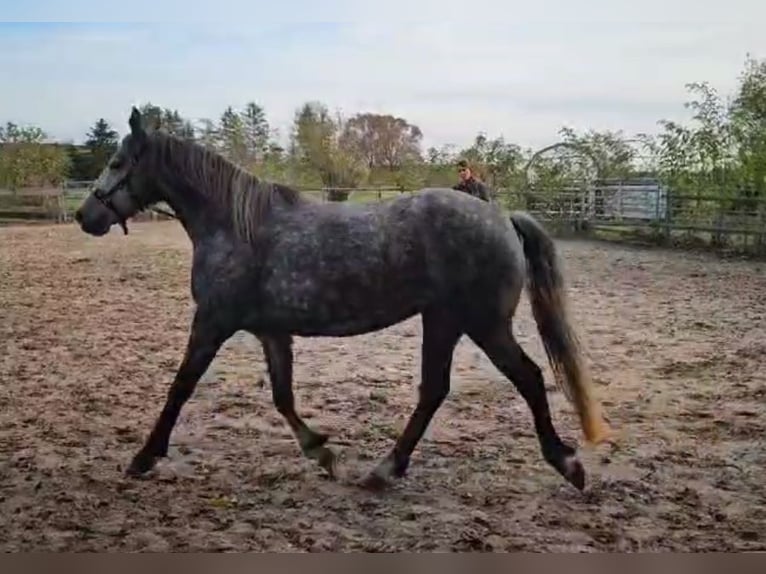 Connemara Mare 6 years 14,1 hh Gray in Frellstedt