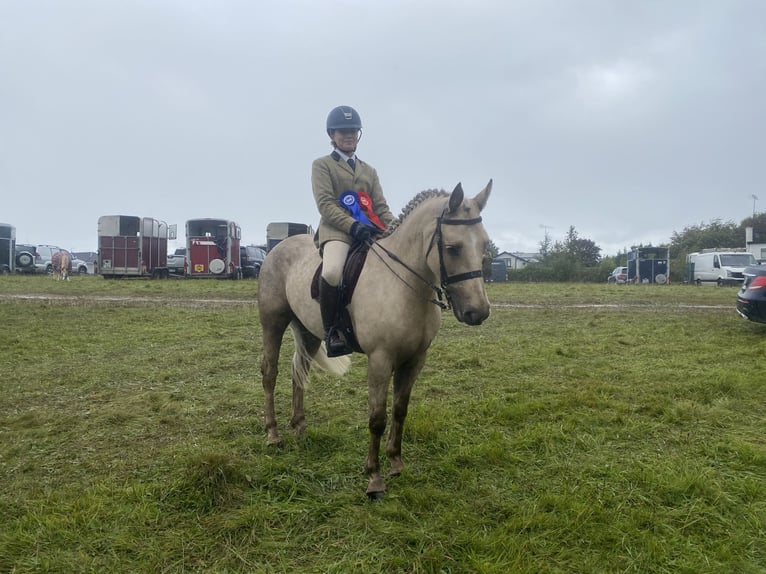Connemara Mare 6 years 14.1 hh Palomino in Mullingar