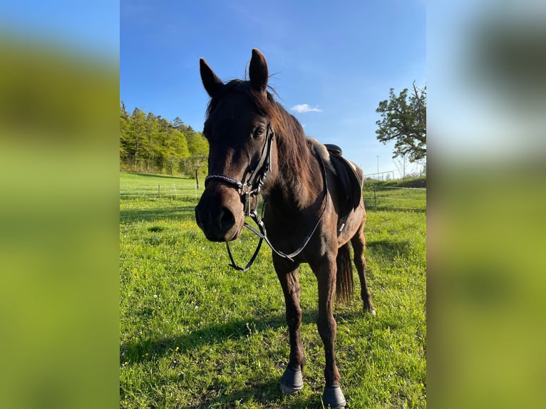 Connemara Mix Mare 6 years 14,2 hh Black in Rottenburg am Neckar