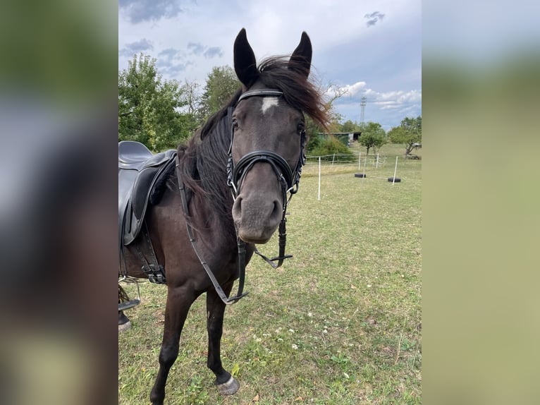 Connemara Mix Mare 6 years 14,2 hh Black in Rottenburg am Neckar