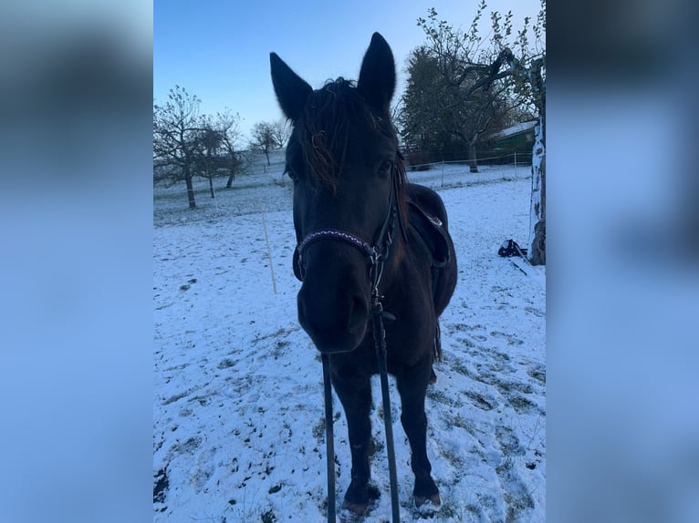 Connemara Mix Mare 6 years 14,2 hh Black in Rottenburg am Neckar