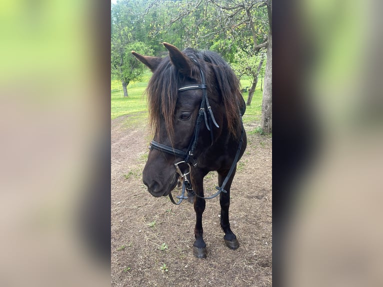 Connemara Mix Mare 6 years 14,2 hh Black in Rottenburg am Neckar