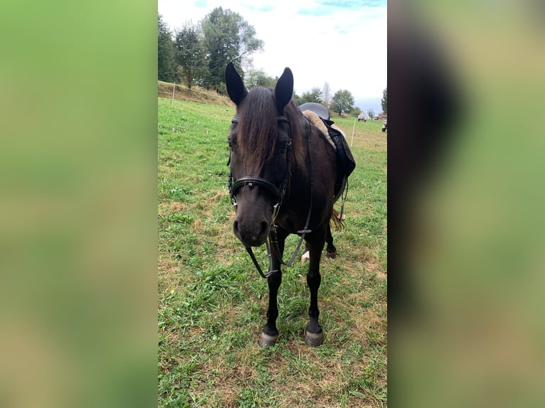 Connemara Mix Mare 6 years 14,2 hh Black in Rottenburg am Neckar