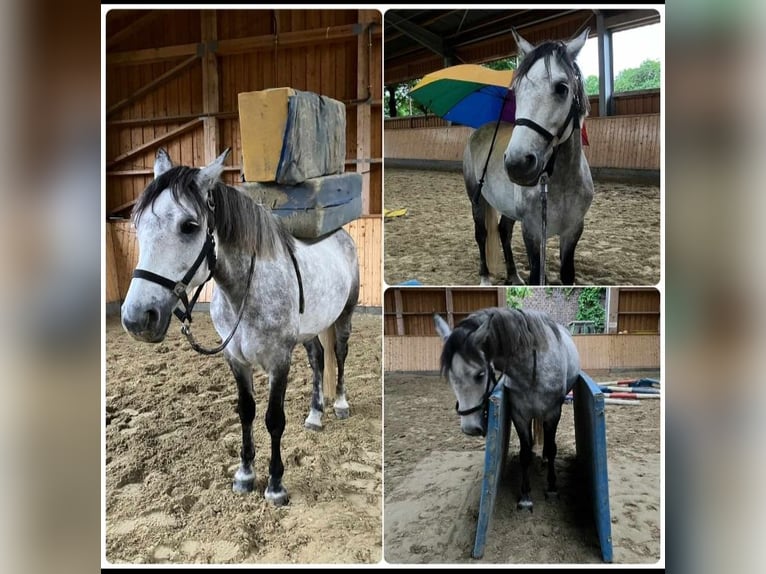 Connemara Mare 6 years 14,2 hh Gray in Meerbusch