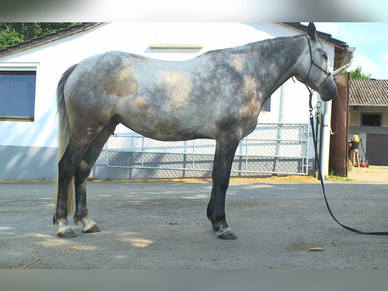 Connemara Mare 6 years 14,2 hh Gray in Meerbusch