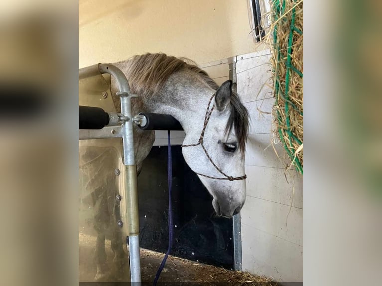 Connemara Mare 6 years 14,2 hh Gray in Meerbusch